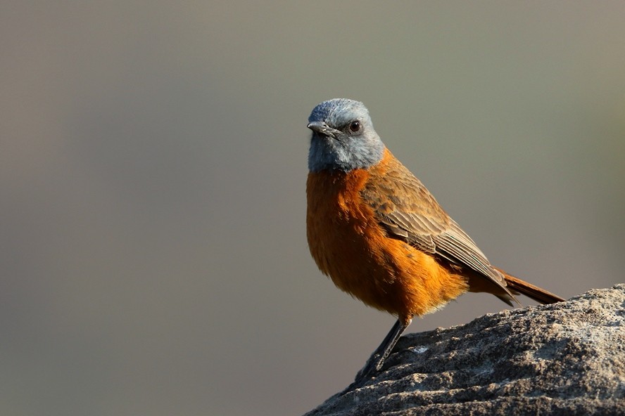 Cape Rock-Thrush - Dietmar PETRAUSCH