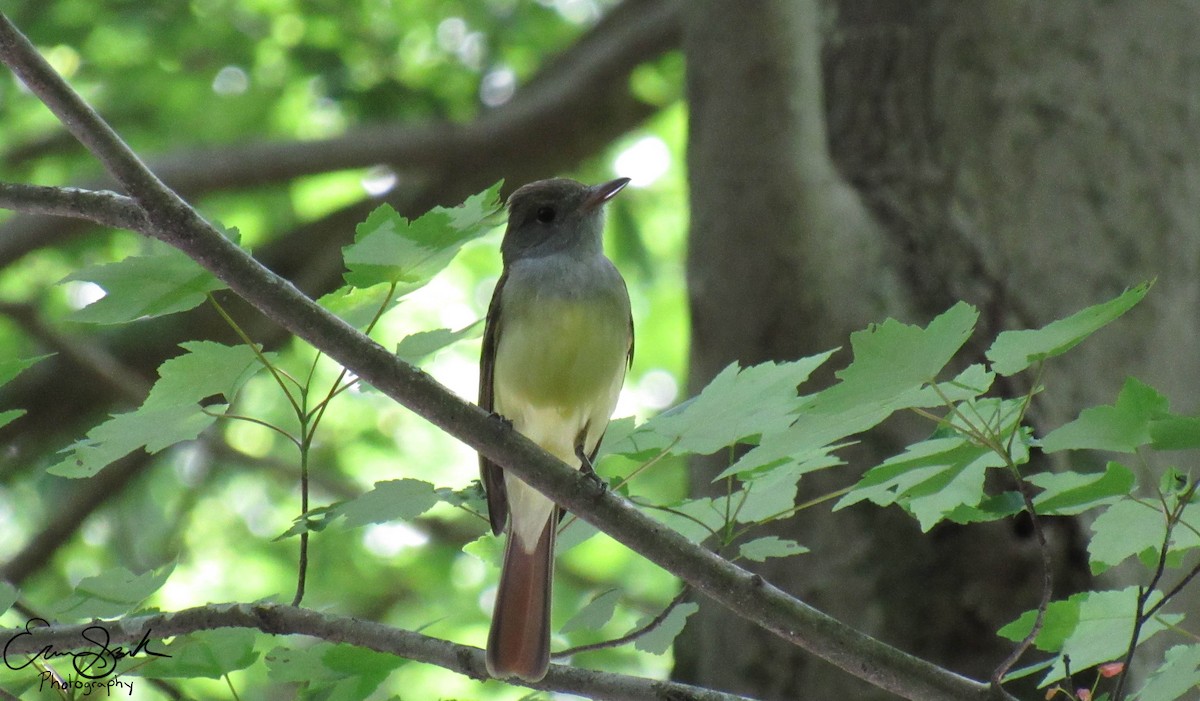Great Crested Flycatcher - ML108929211