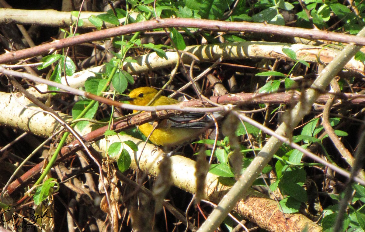 Prothonotary Warbler - ML108929331