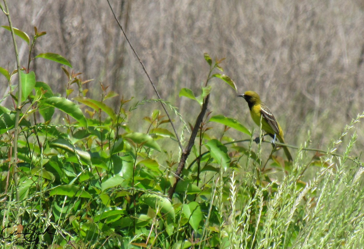 Orchard Oriole - ML108929561