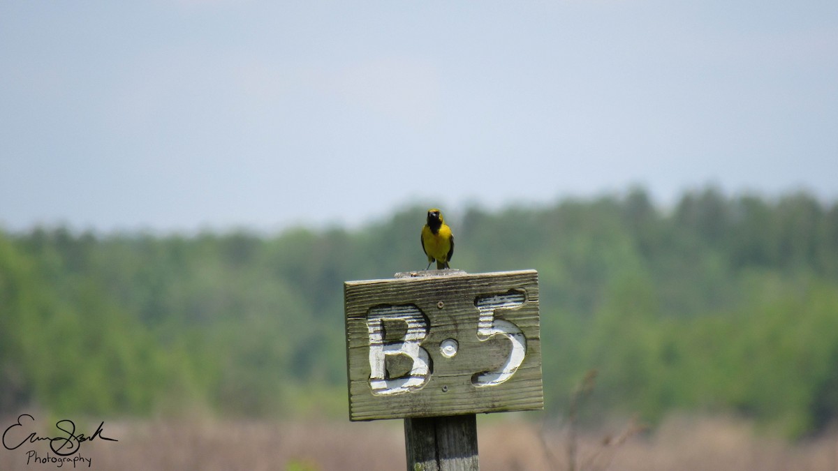 Orchard Oriole - ML108929571