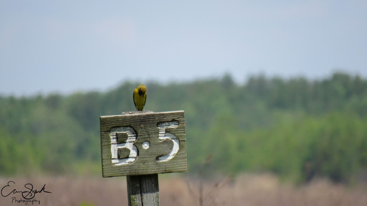 Orchard Oriole - ML108929581