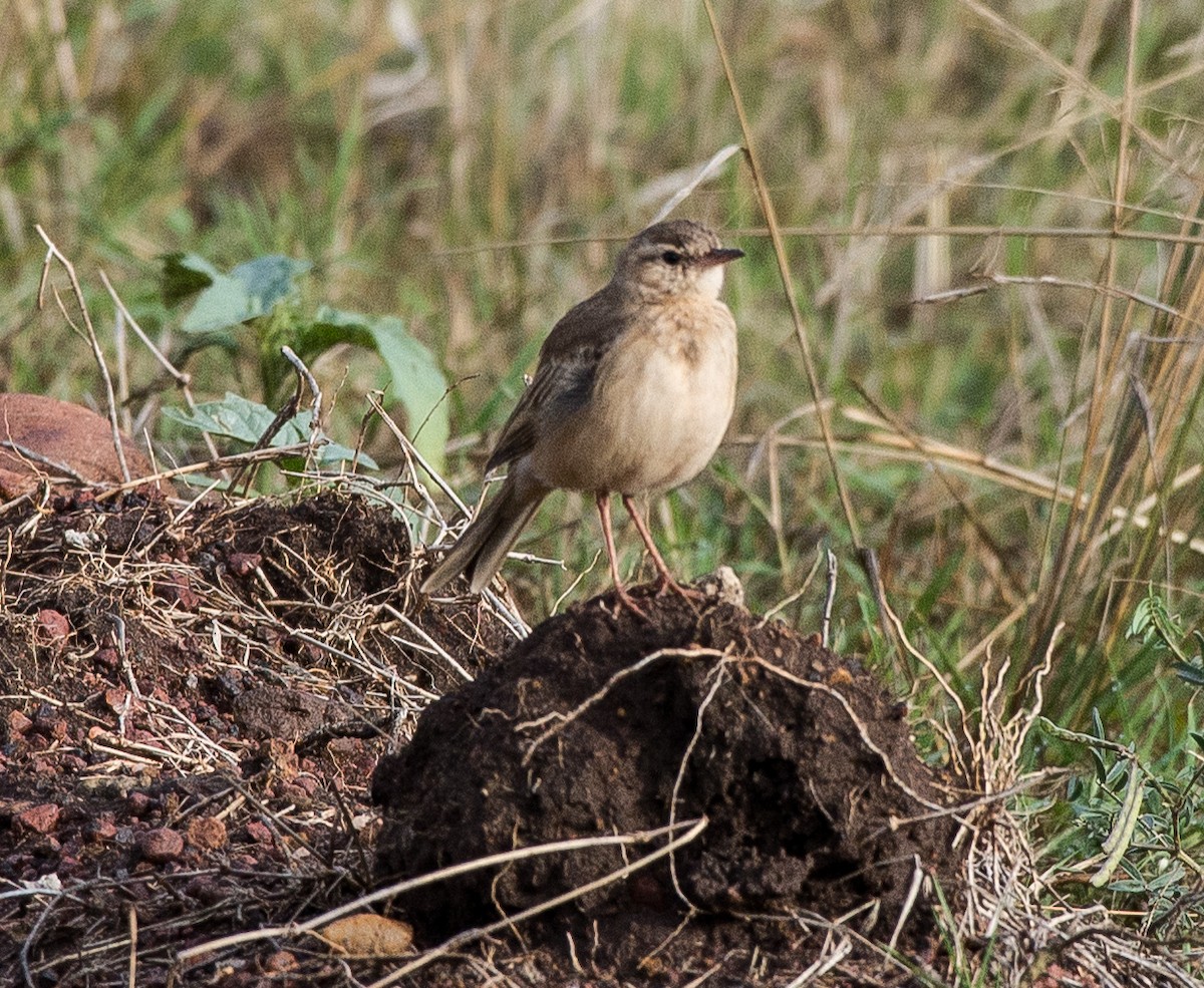 Plain-backed Pipit - ML108929621