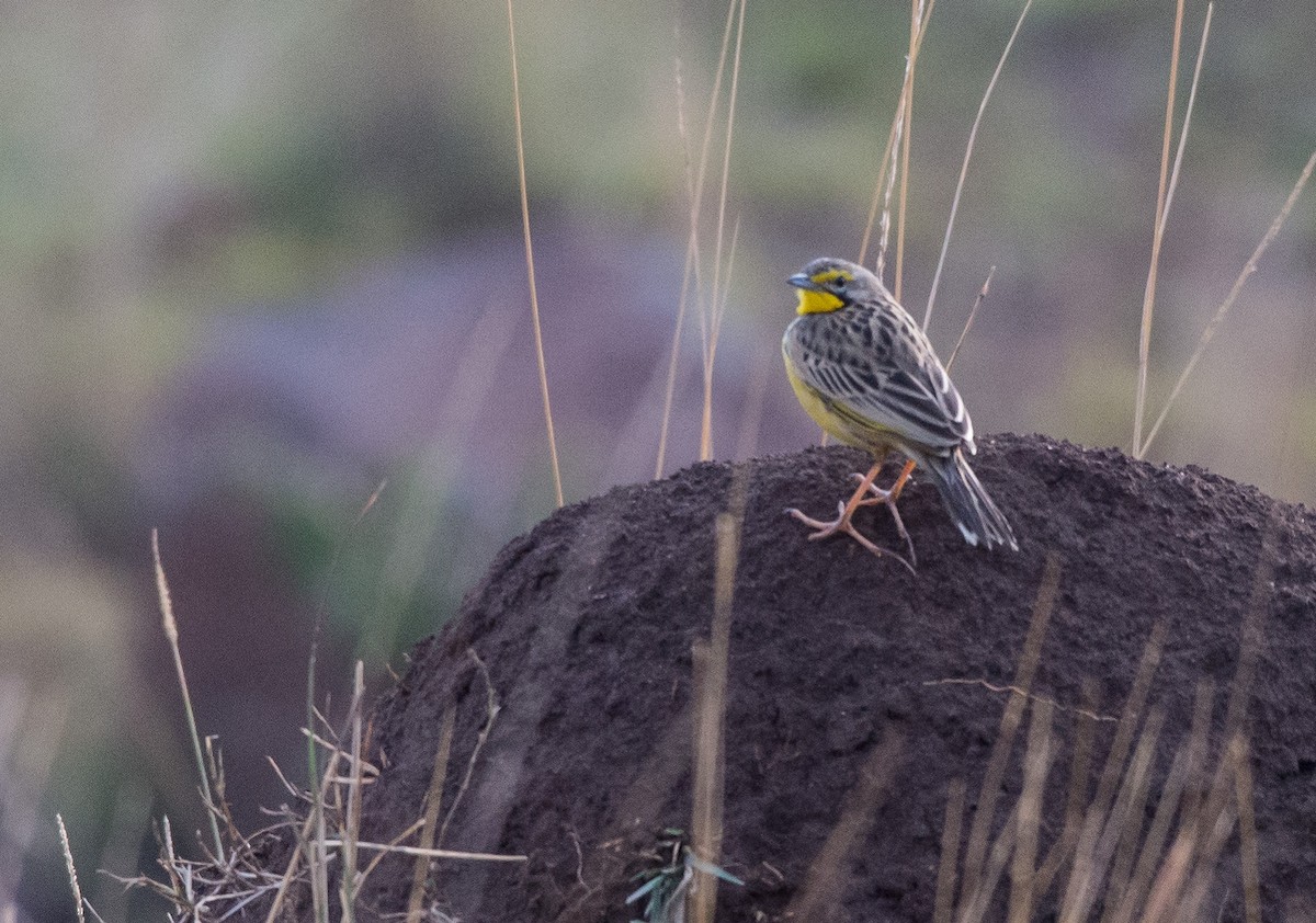 Yellow-throated Longclaw - ML108930641