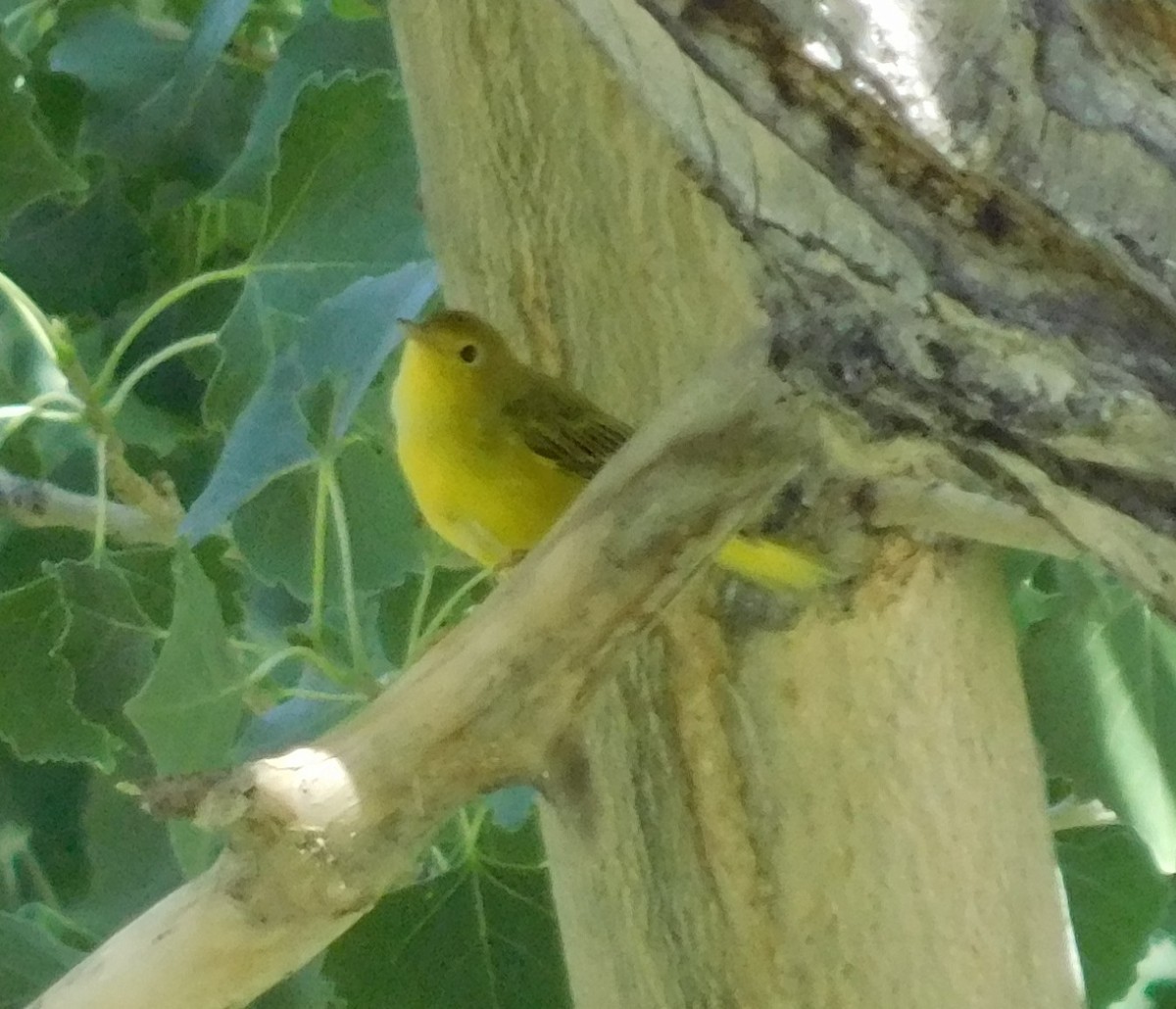 Paruline jaune - ML108932391