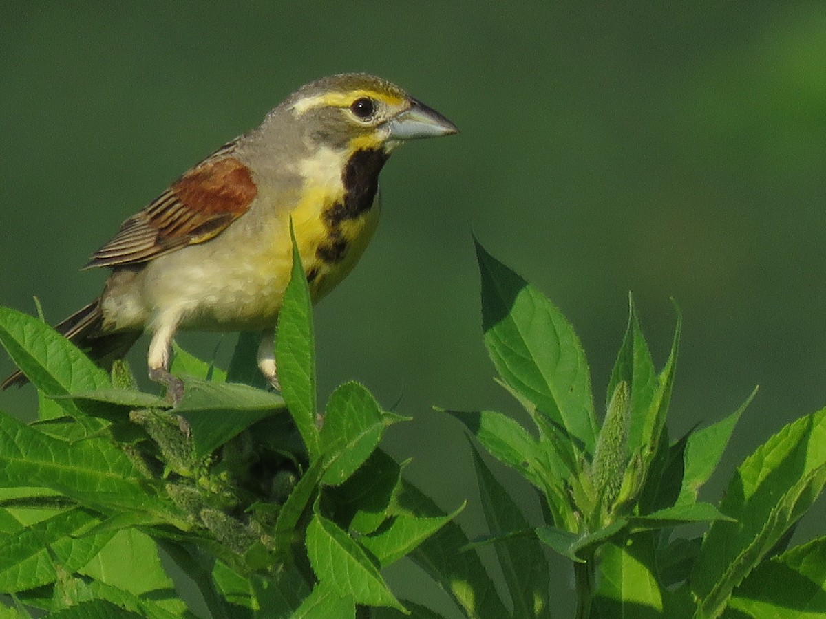 Dickcissel - ML108932991