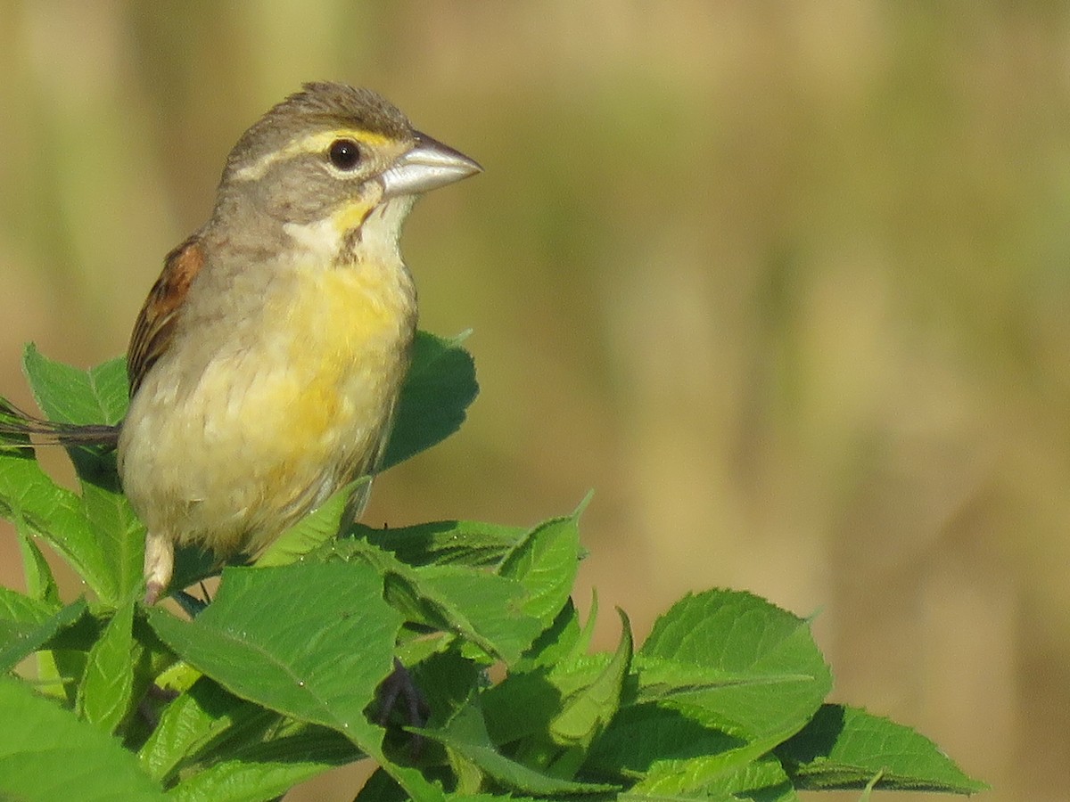 Dickcissel - ML108933021