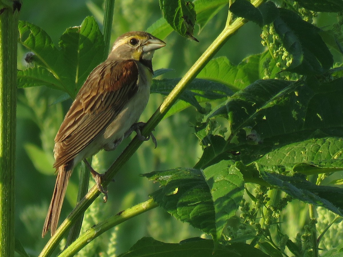 Dickcissel - ML108933341