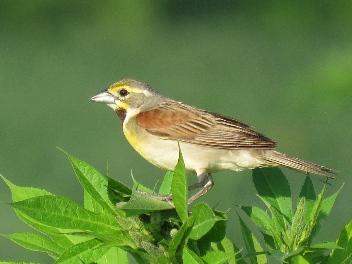 Dickcissel - ML108933351
