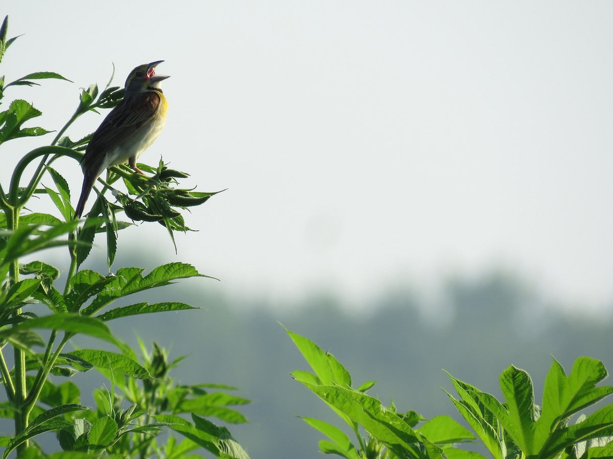 Dickcissel - ML108933441