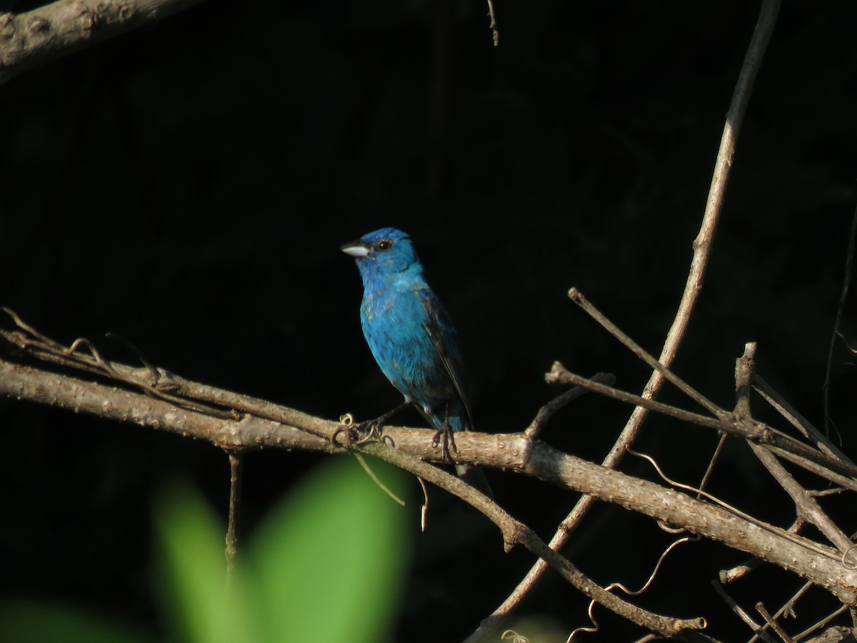 Indigo Bunting - ML108933571