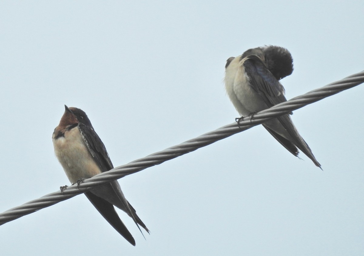 Barn Swallow - ML108933661