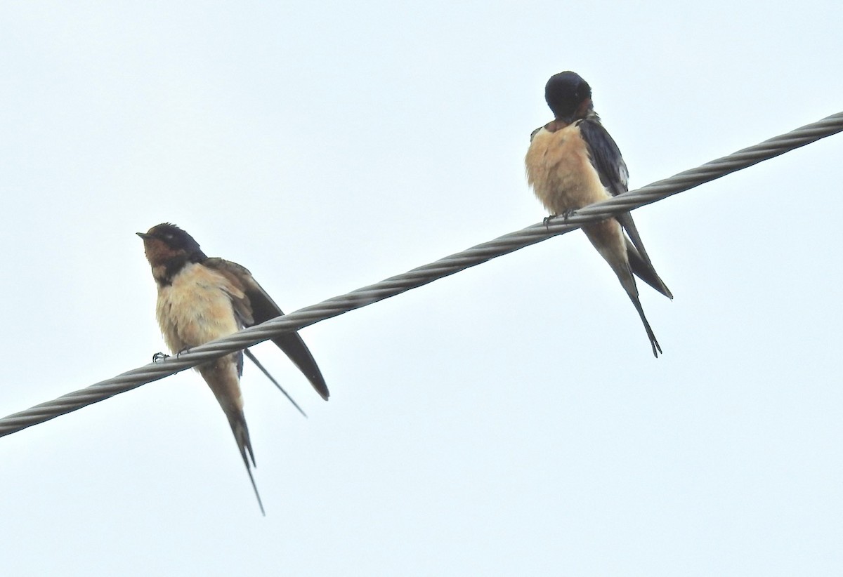 Barn Swallow - ML108933671