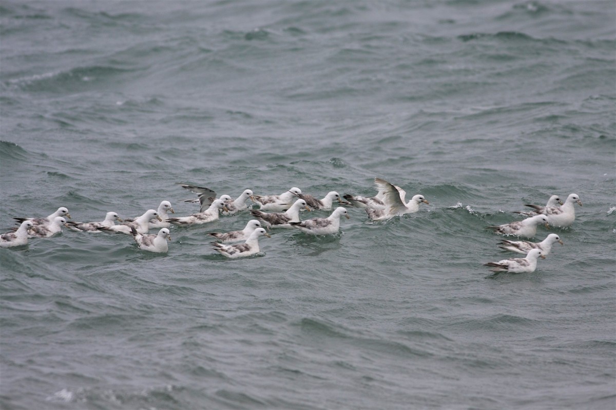 Fulmar boréal - ML108933861