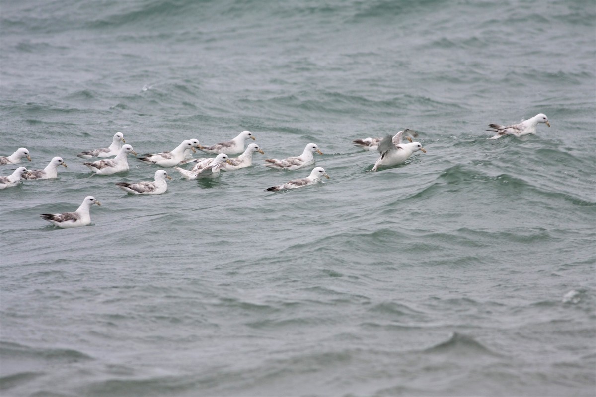 Fulmar boréal - ML108933881