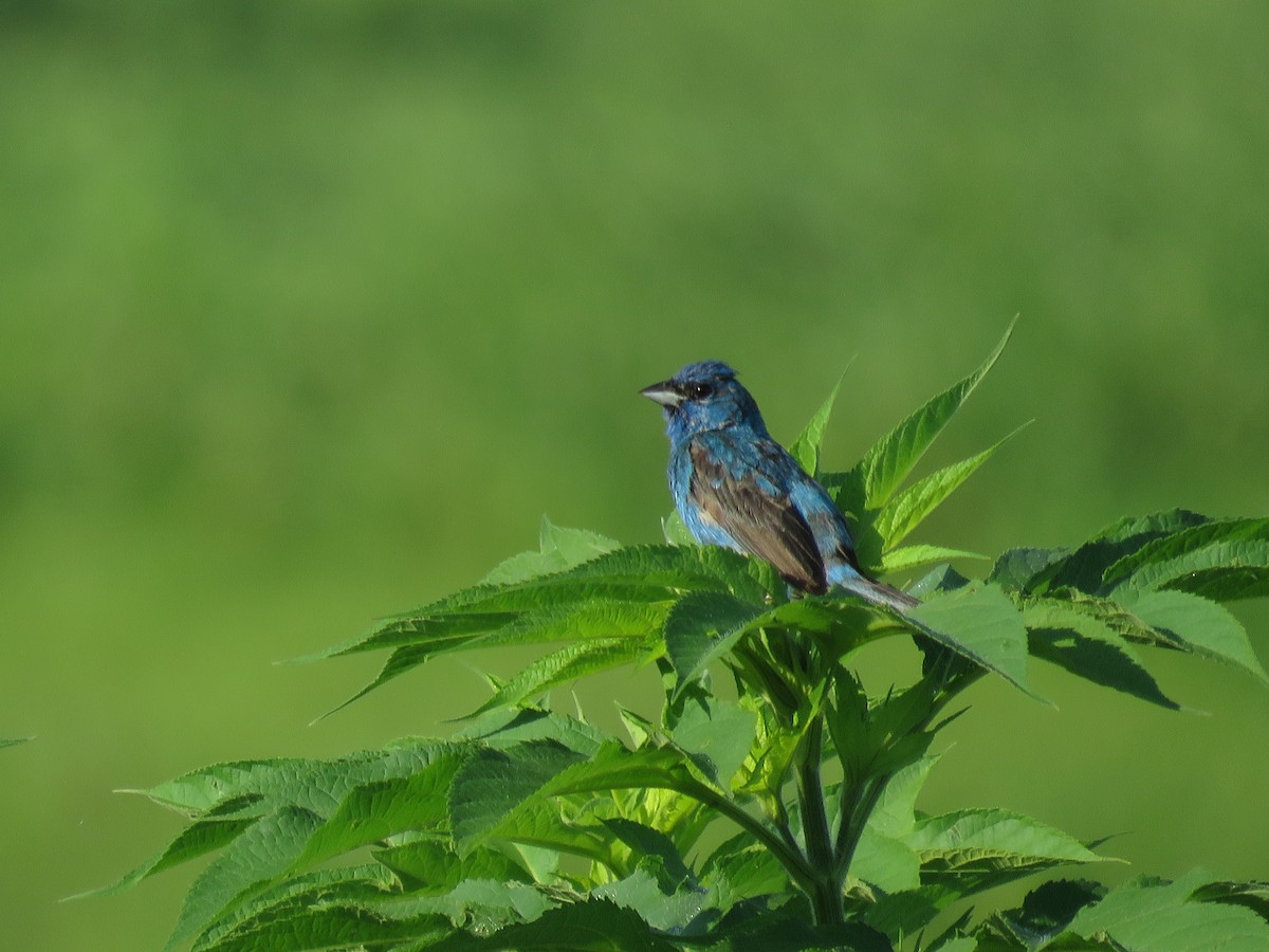 Indigo Bunting - ML108934061