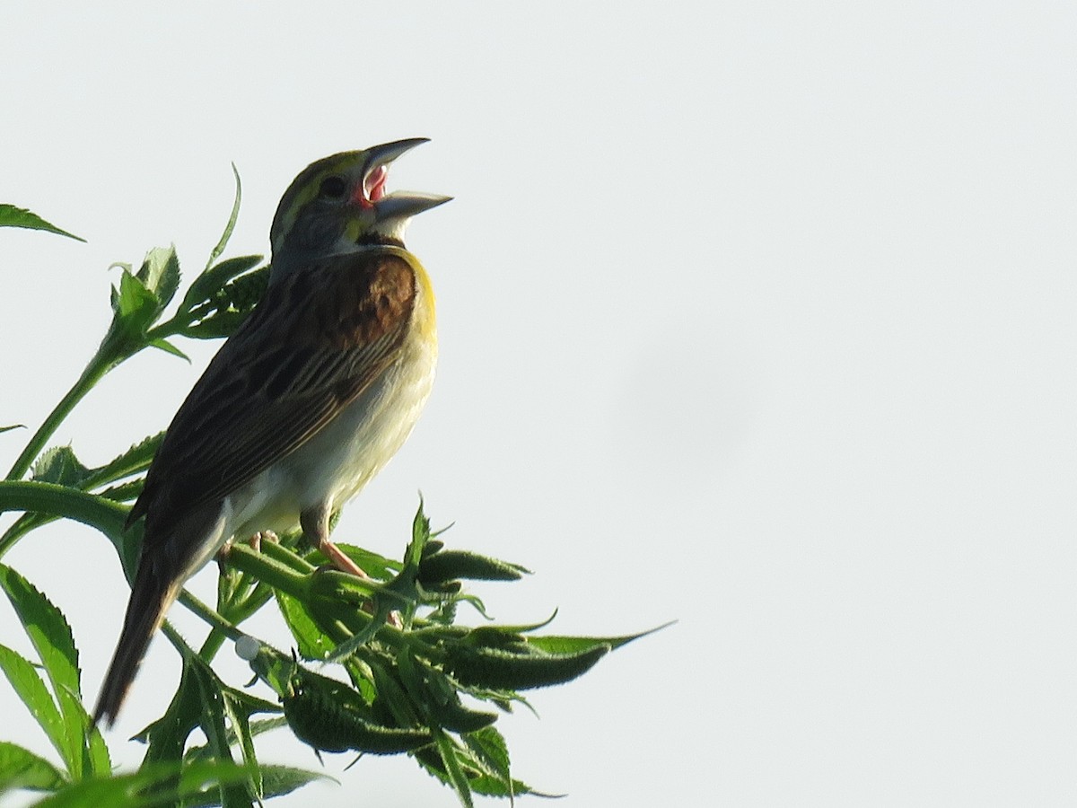 Dickcissel - ML108934251