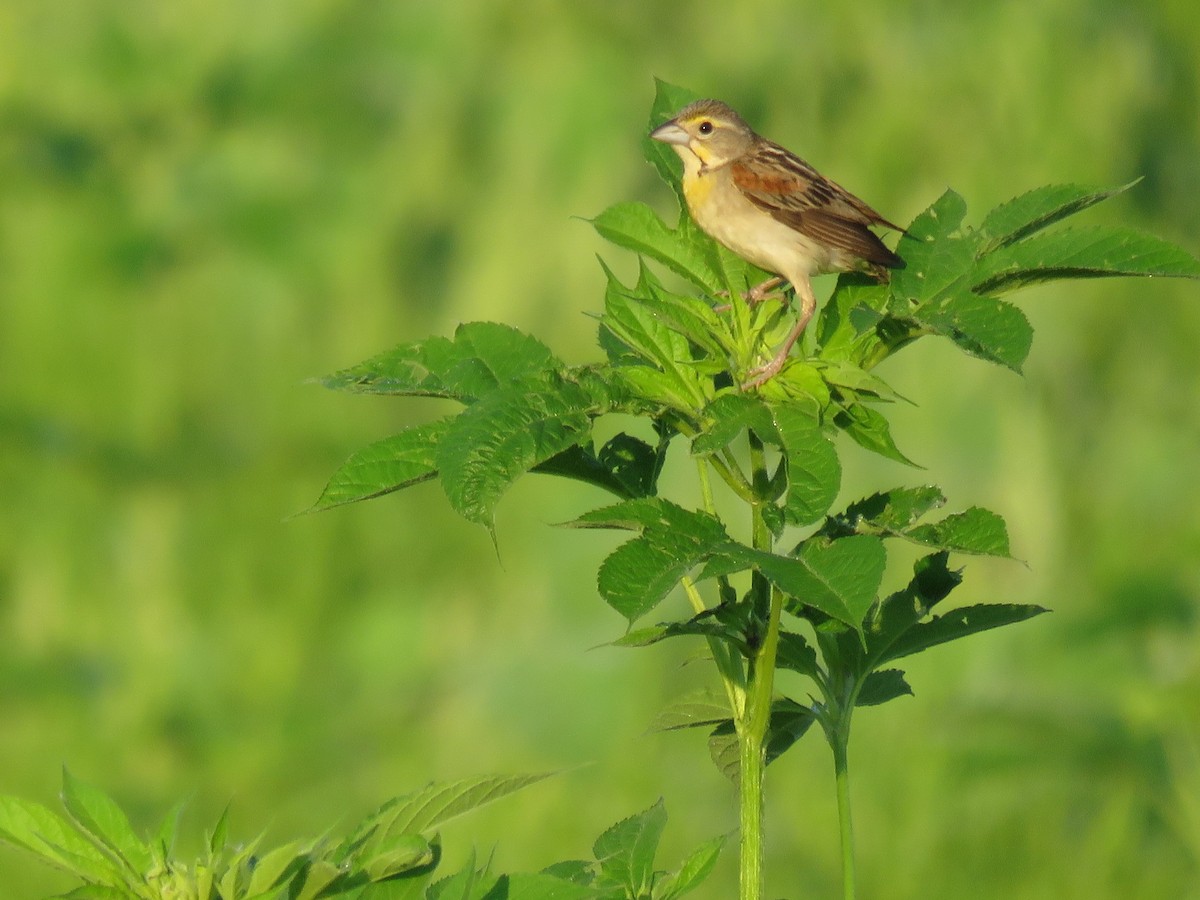 Dickcissel - ML108934321