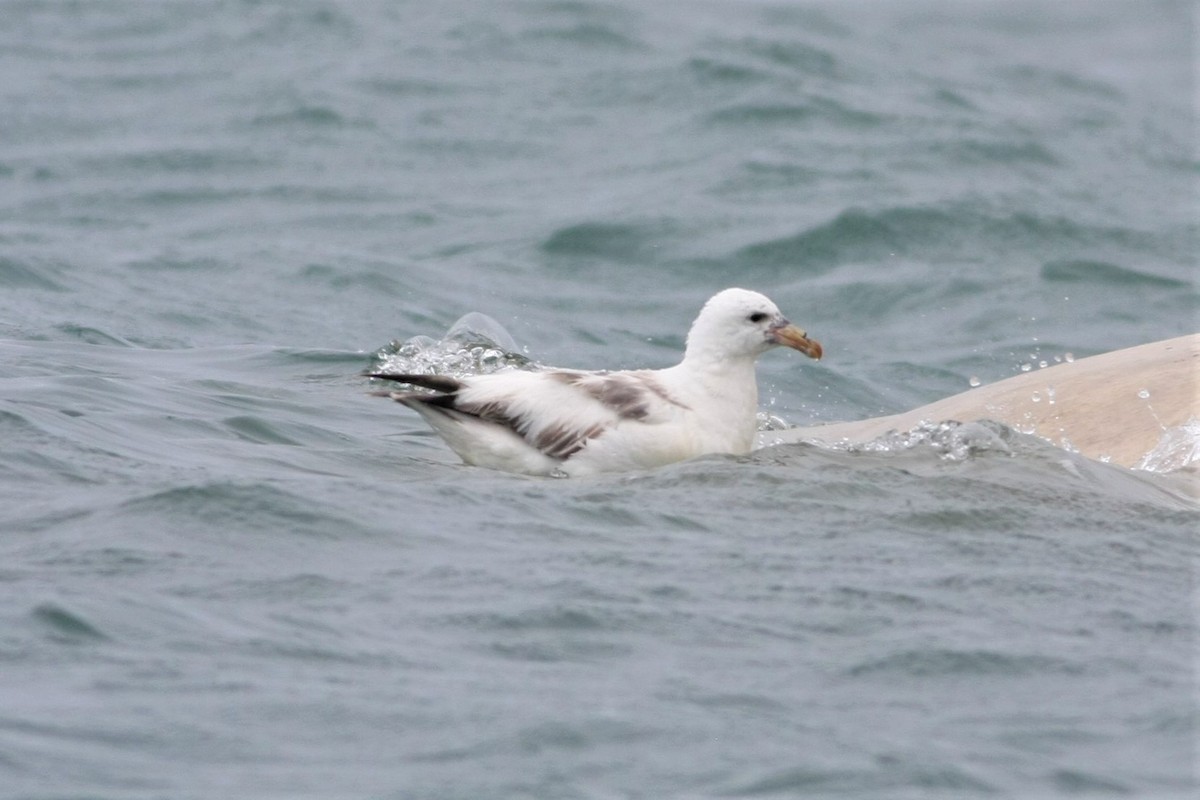 Northern Fulmar - ML108934711