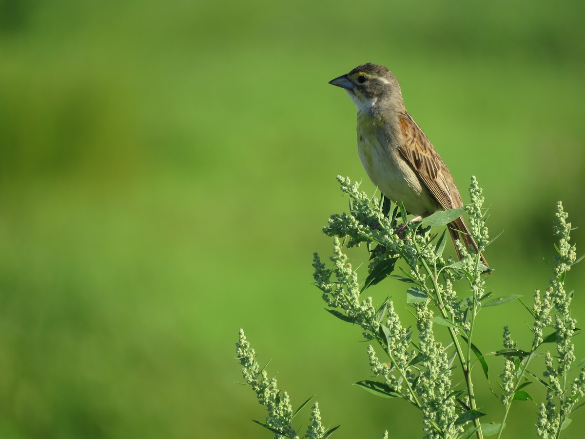 Dickcissel - ML108934801