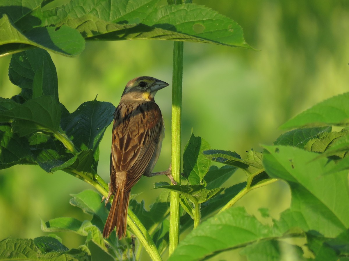 Dickcissel - ML108934911