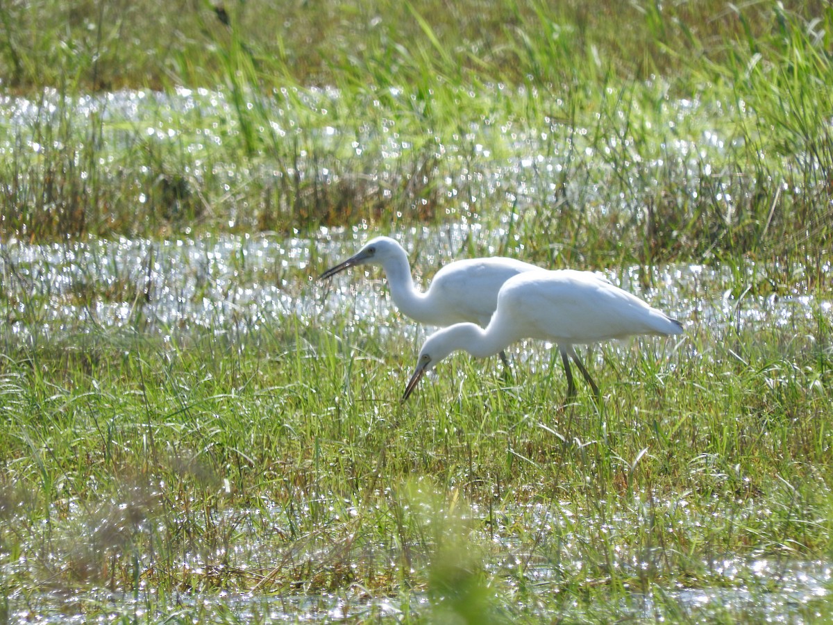 Little Blue Heron - Scott Brookens