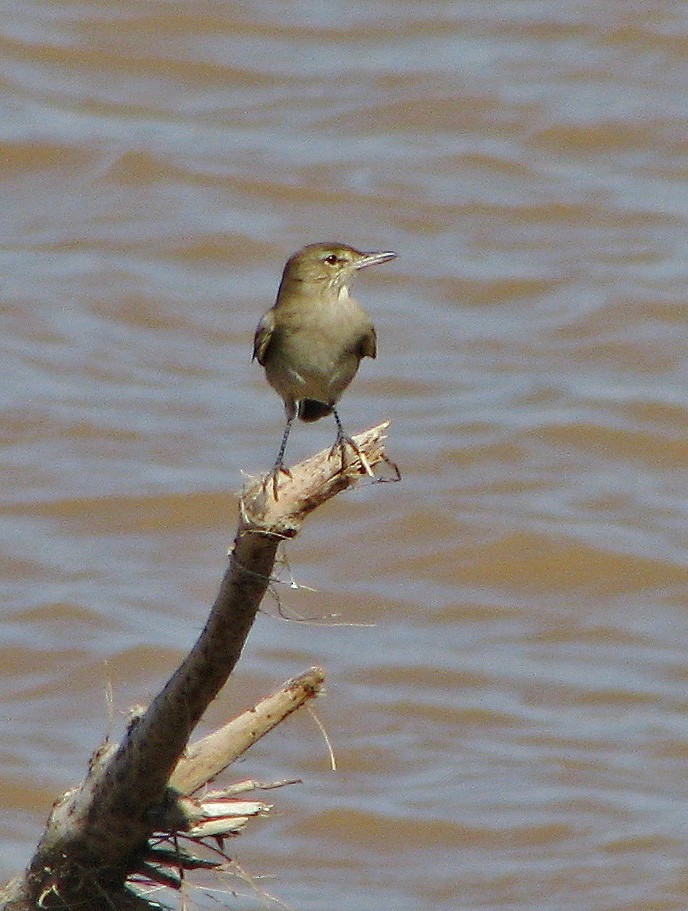 Gray-bellied Shrike-Tyrant - ML108936481