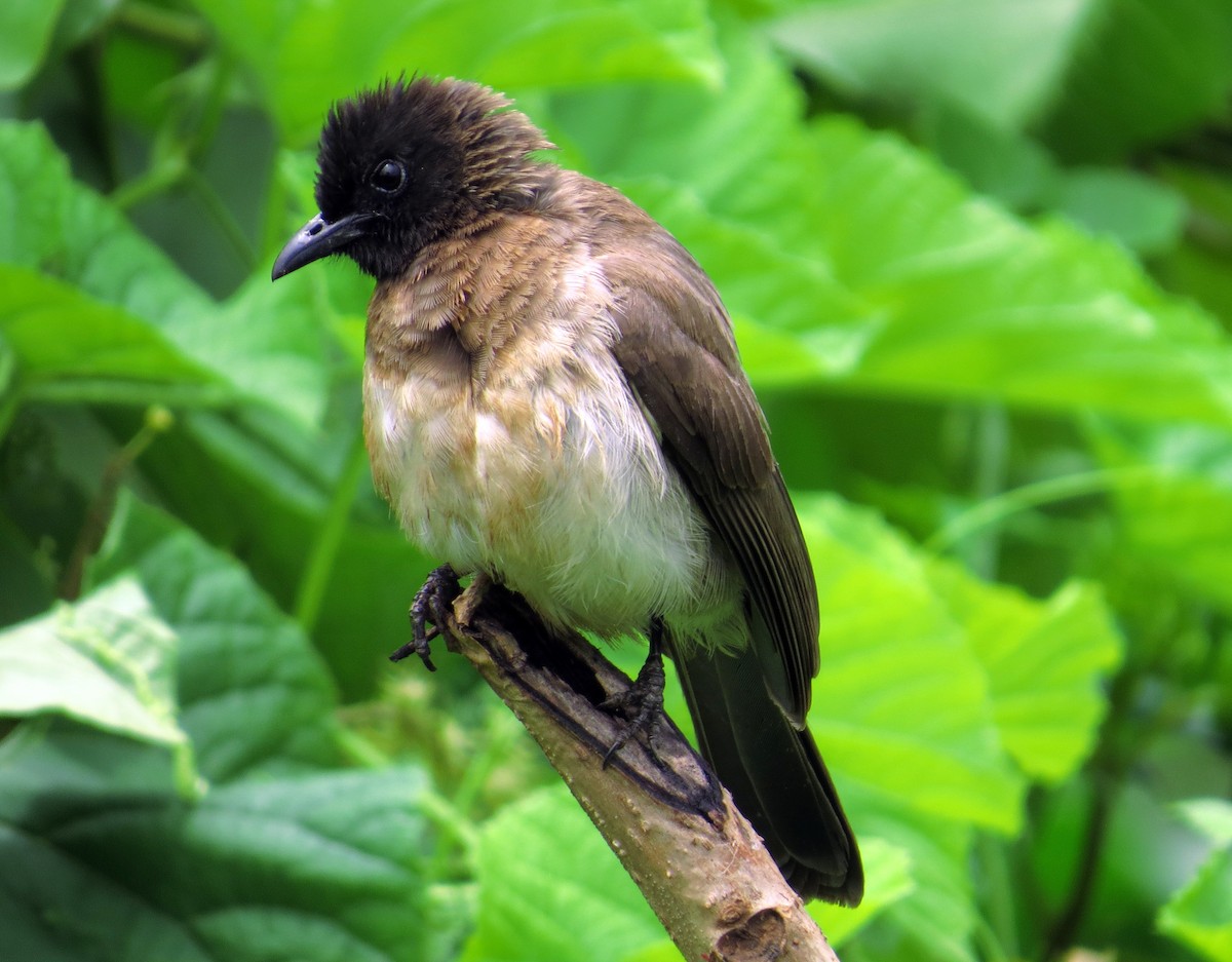 Common Bulbul (Somali) - Mark Salvidge