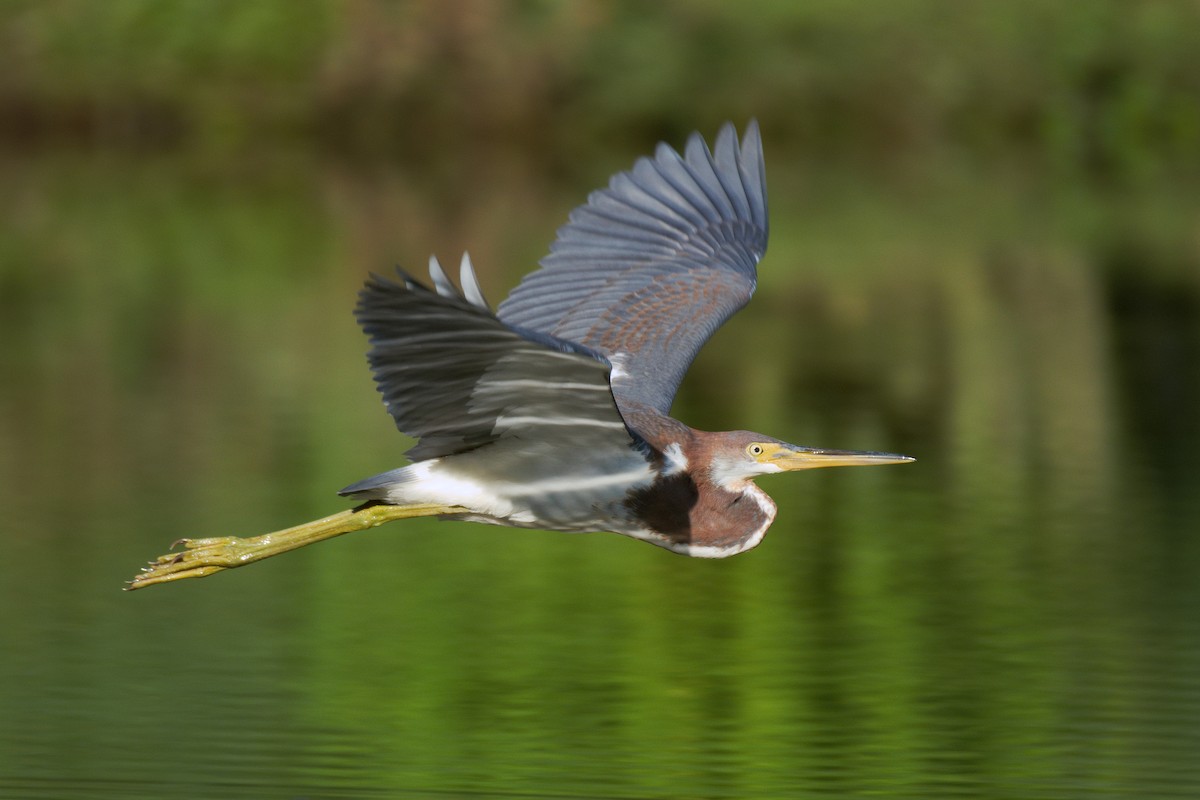 Tricolored Heron - ML108938361