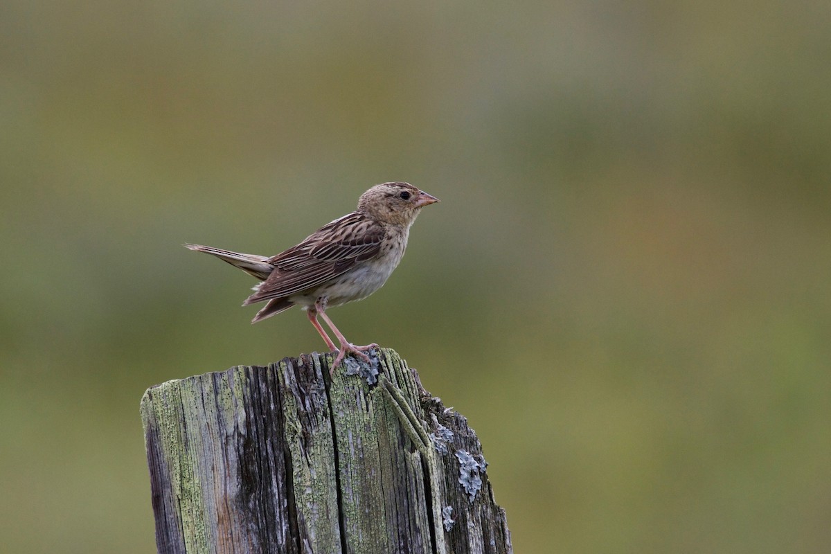 Bobolink - Bruce Gates