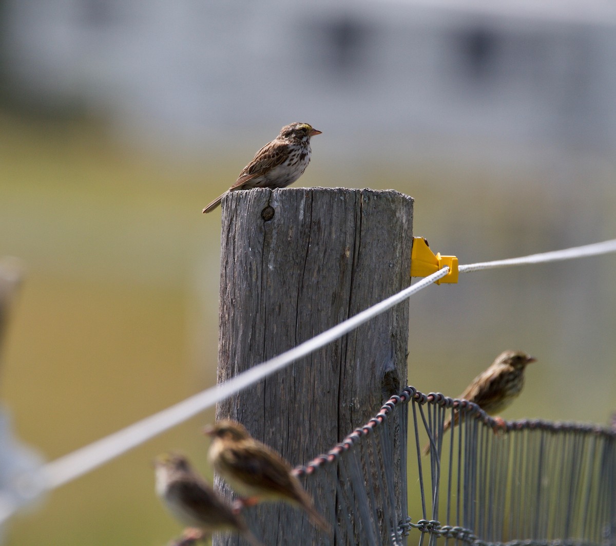 Savannah Sparrow - ML108938561