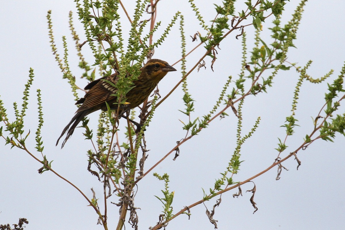 Red-winged Blackbird - Alex Lamoreaux