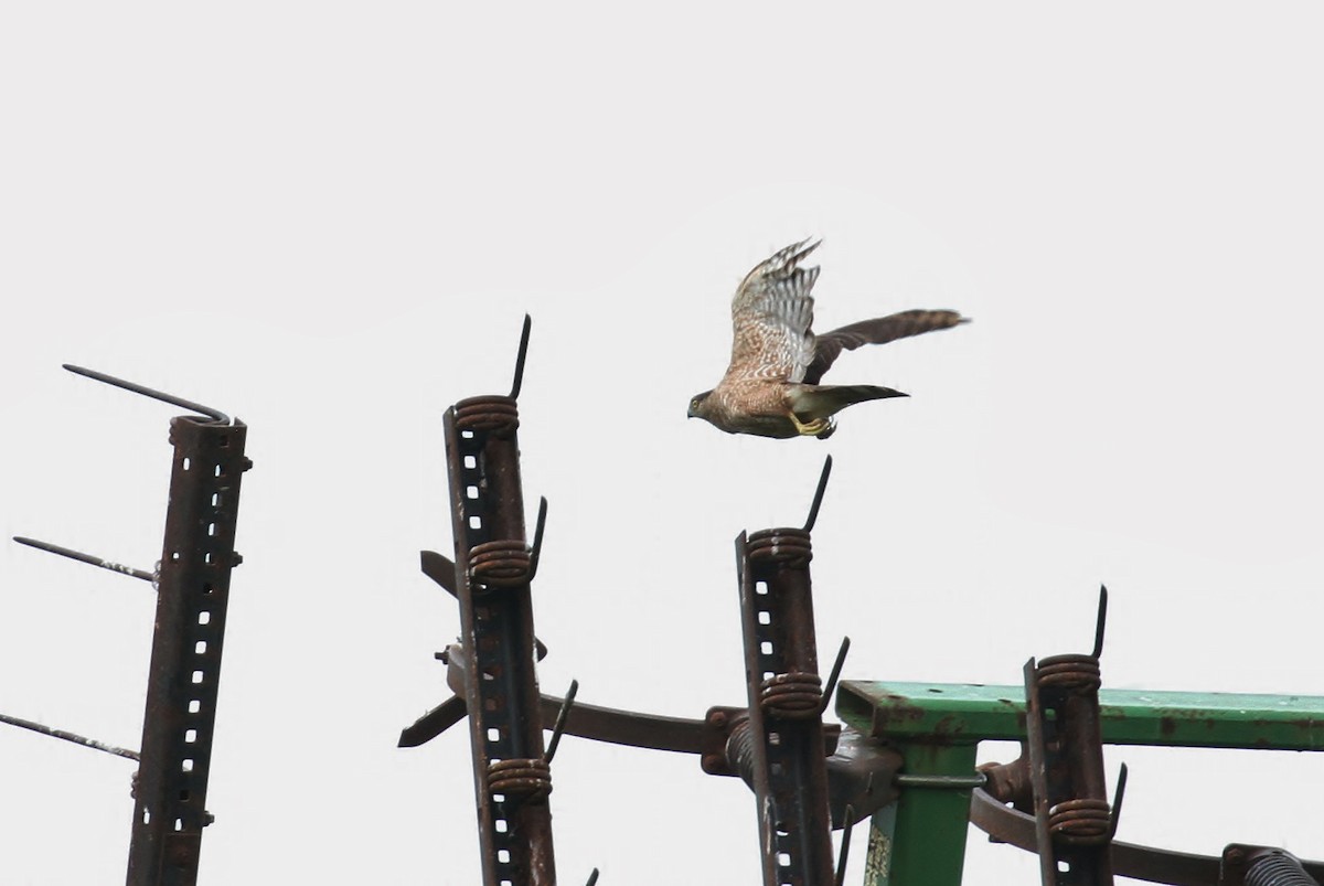 Cooper's Hawk - Alex Lamoreaux