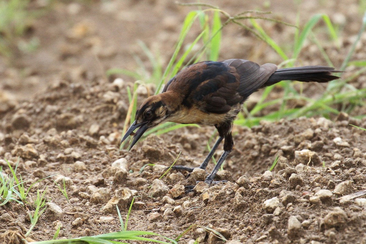 Boat-tailed Grackle (westoni) - Alex Lamoreaux