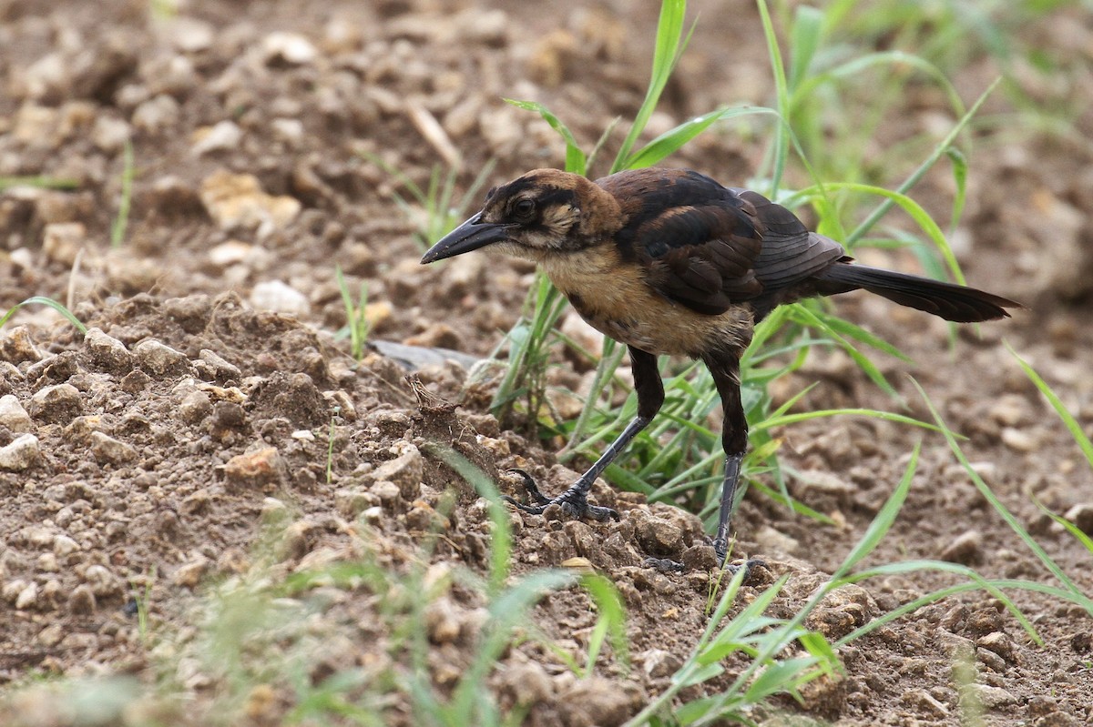 Boat-tailed Grackle (westoni) - ML108939751