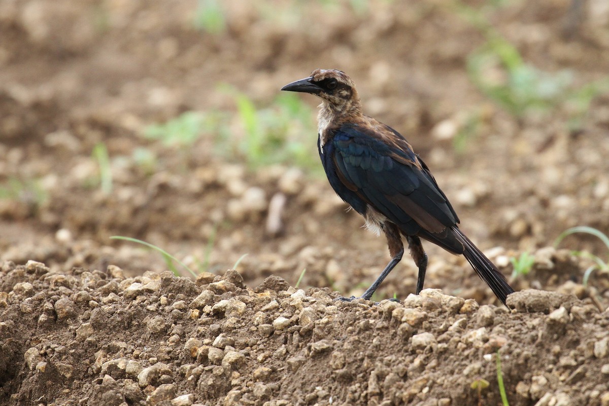 Boat-tailed Grackle (westoni) - ML108939791