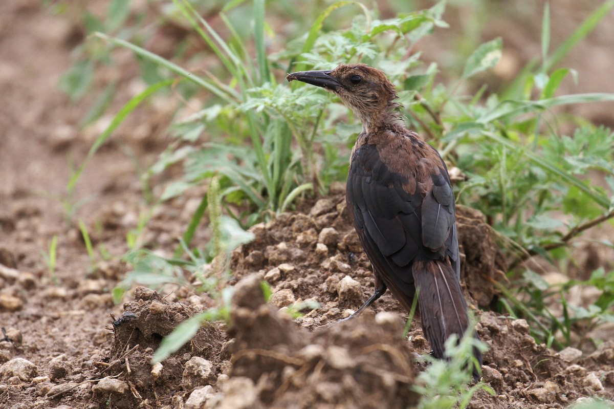 Boat-tailed Grackle (westoni) - ML108939801