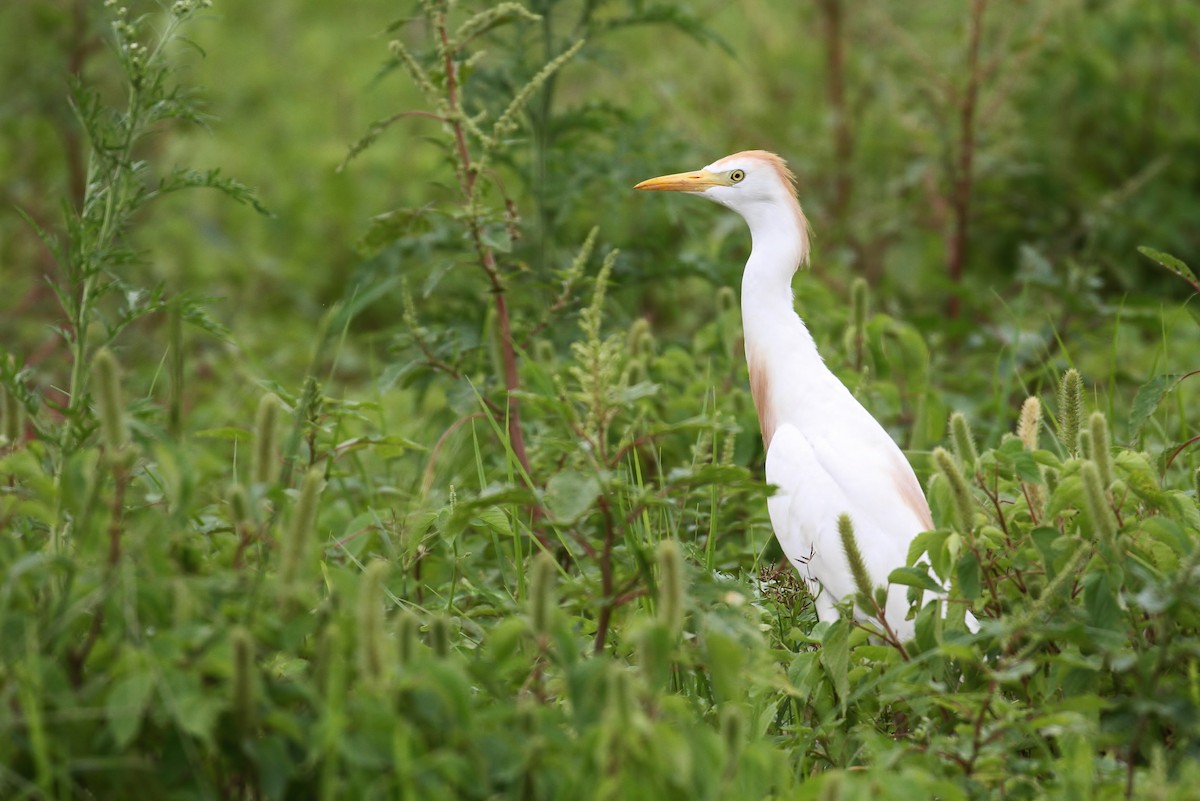 Western Cattle Egret - Alex Lamoreaux