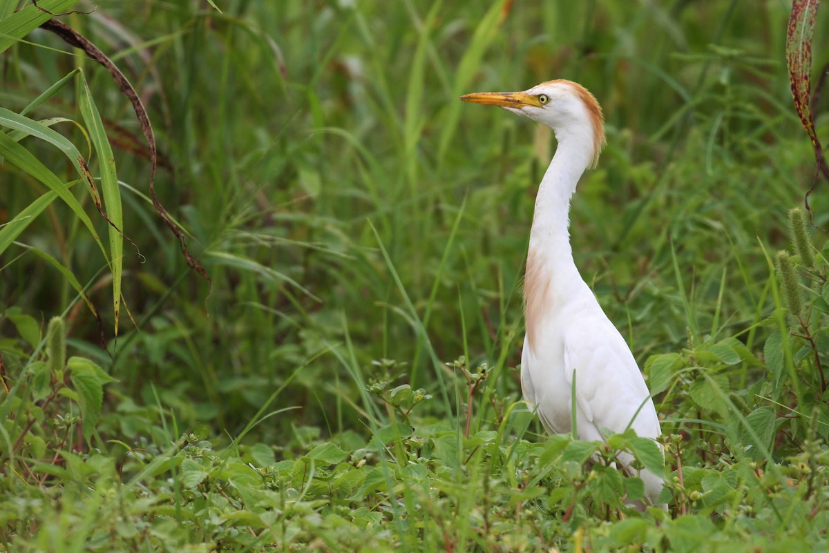 ニシアマサギ - ML108939881