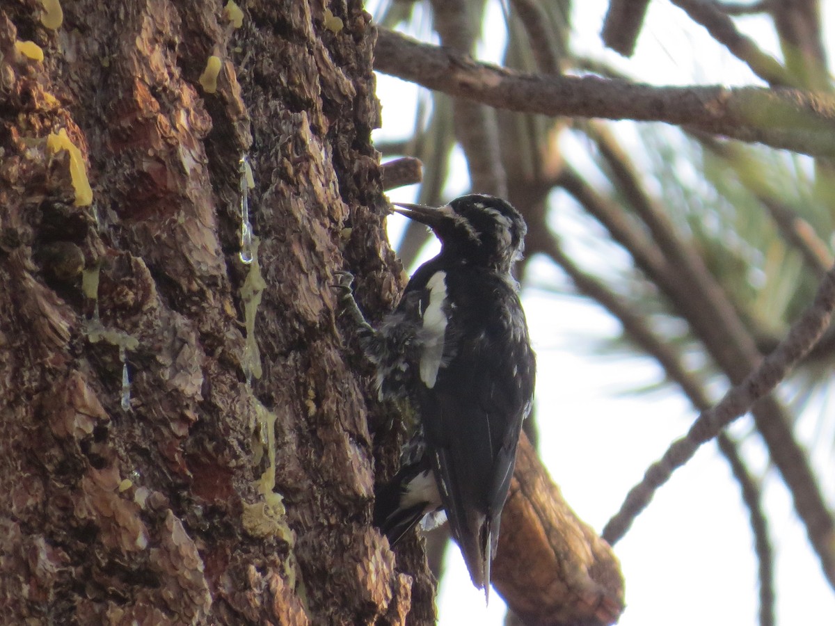 Williamson Ağaçkakanı - ML108940051