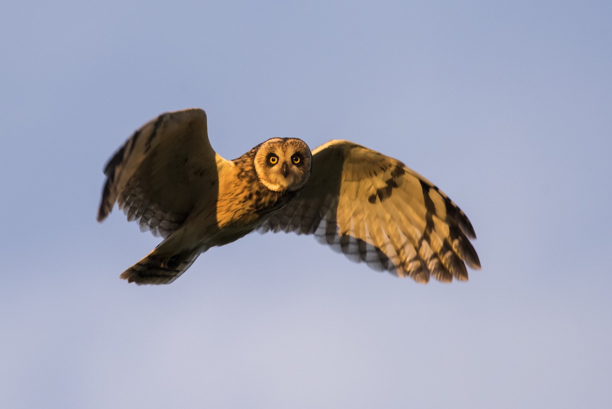 Short-eared Owl - ML108941161