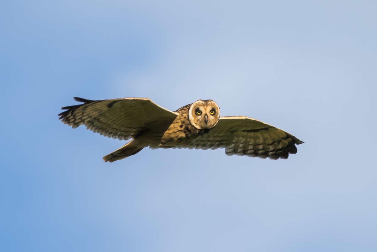 Short-eared Owl - ML108941171