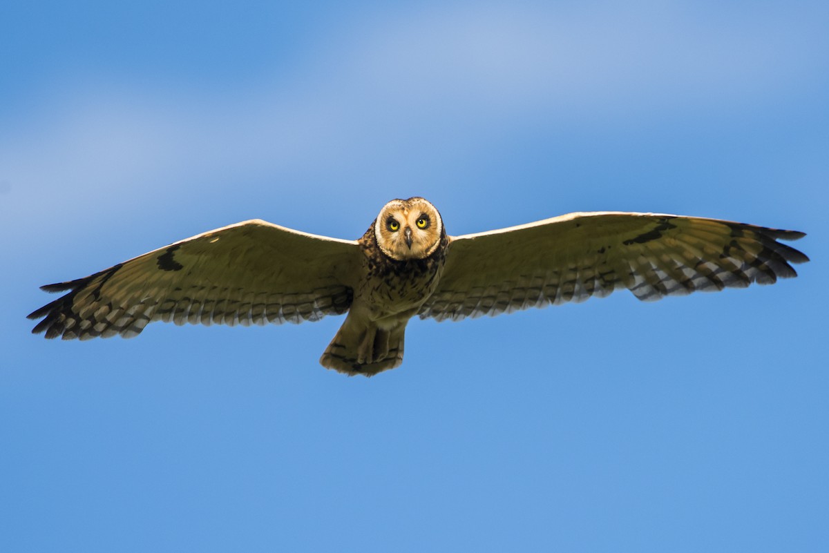 Short-eared Owl - ML108941181