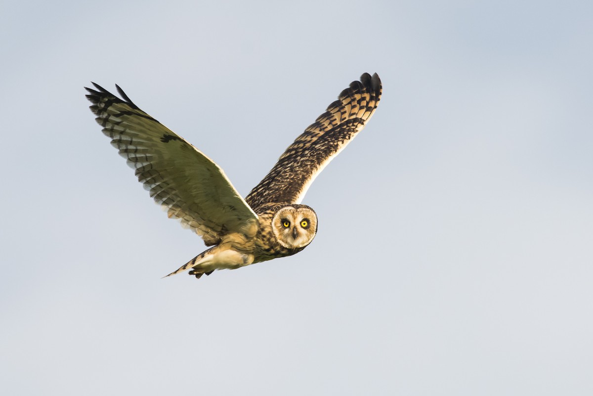 Short-eared Owl - ML108941261