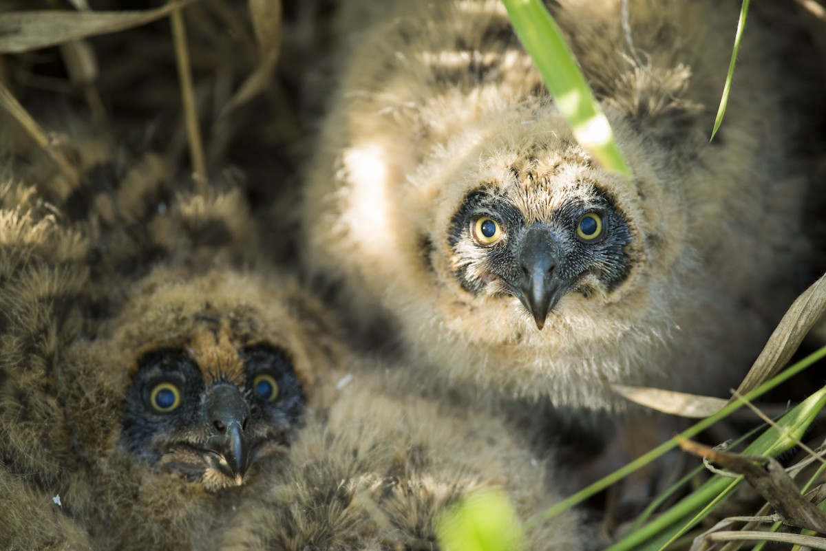 Short-eared Owl - Claudia Brasileiro