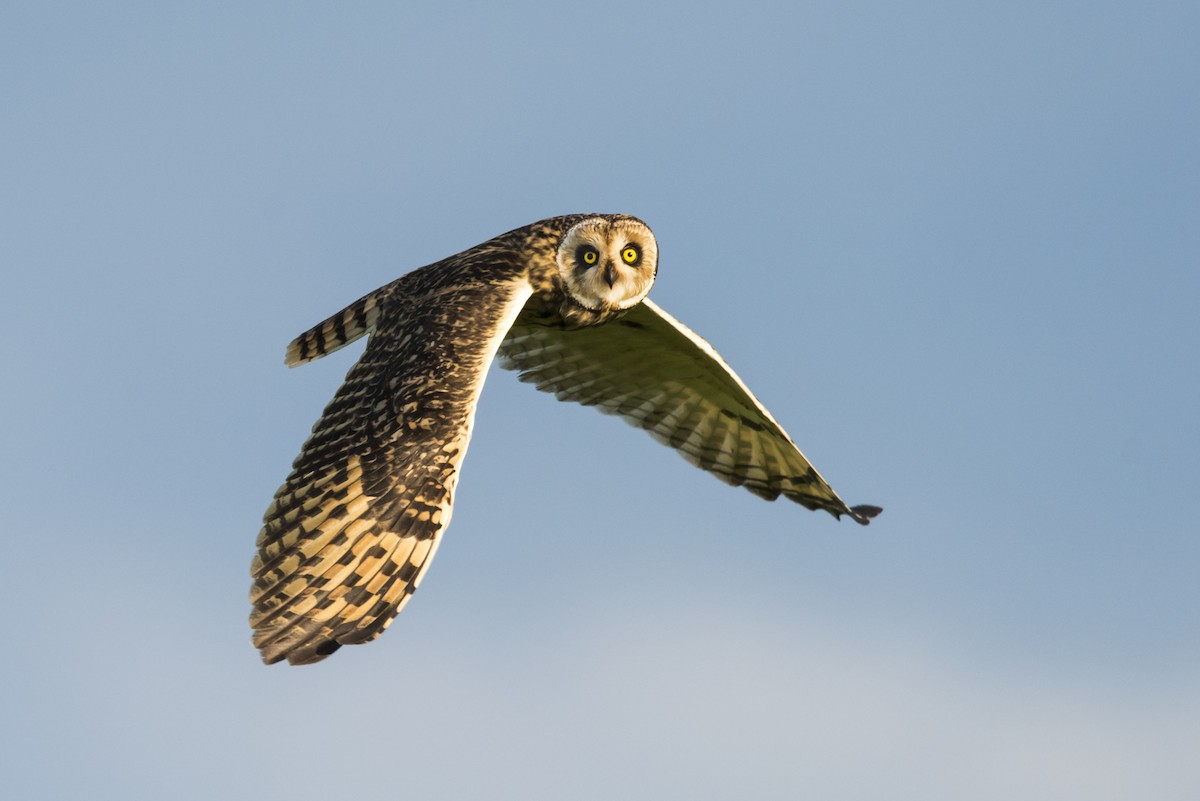 Short-eared Owl - Claudia Brasileiro