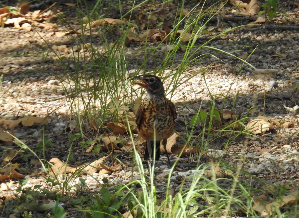 Zozo papargorria - ML108941361