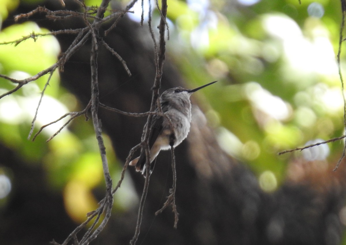 Ruby-throated Hummingbird - Chris Davis