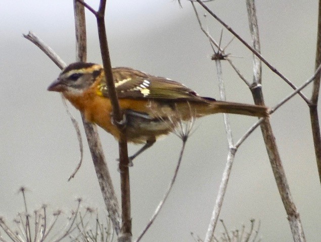 svarthodetykknebb - ML108944051