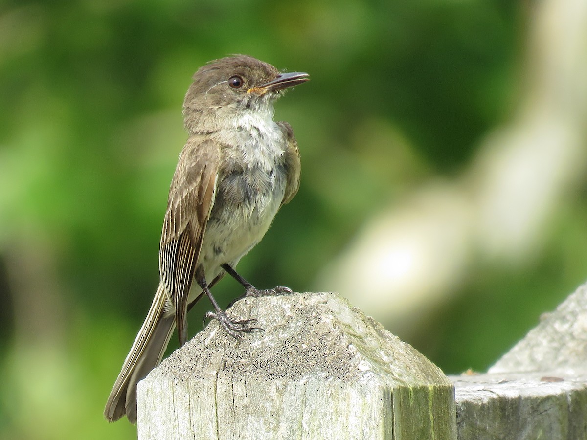 Eastern Phoebe - ML108944391